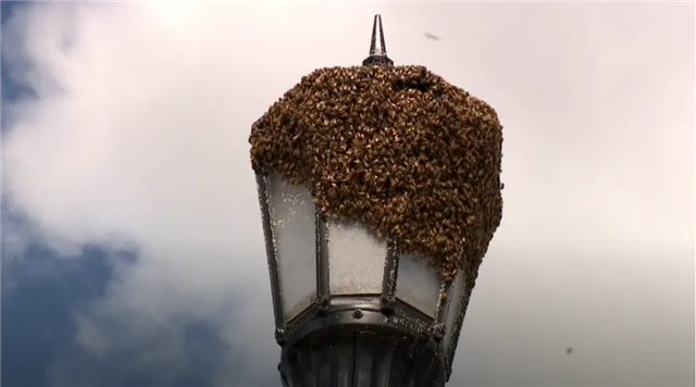 可怕！温尼伯华人热门社区几百只蜜蜂聚集！